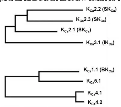 Figura 11  –  Cladograma das subfamílias dos canais de K +  ativados por Ca 2+  (K Ca )