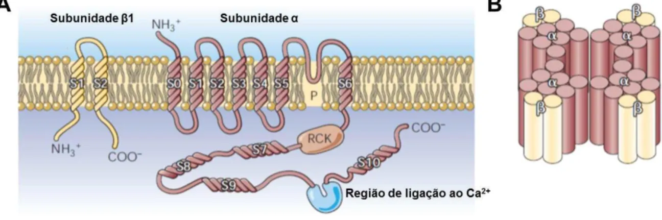 Figura 12  –  Es trutura das subunidades α e  1 dos  canais de K +  ativados por Ca 2+  de grande  condutância (BK Ca ) (A); associação das quatro subunidades dos BK Ca  (B)