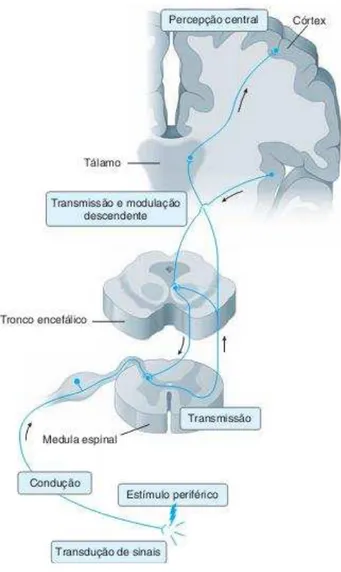 Figura 5 - Visão geral do circuito nociceptivo. 