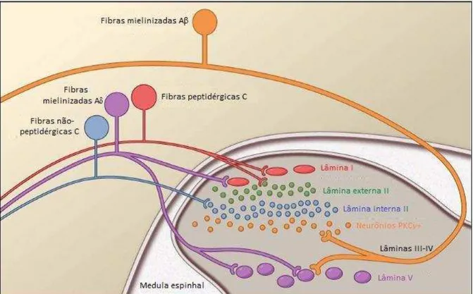 Figura 6 - Conexão entre fibras aferentes primárias e a medula espinhal. 