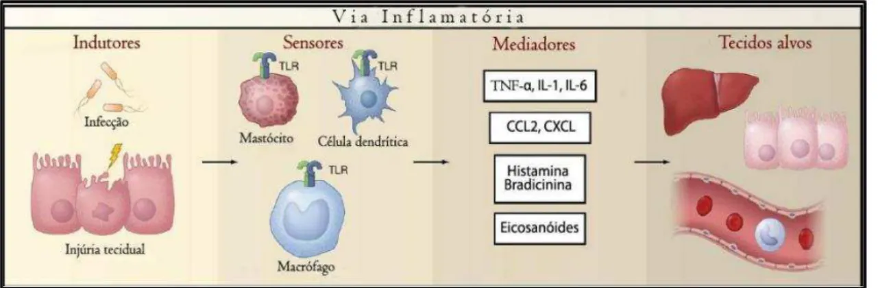 Figura 7 - Componentes do processo inflamatório. 