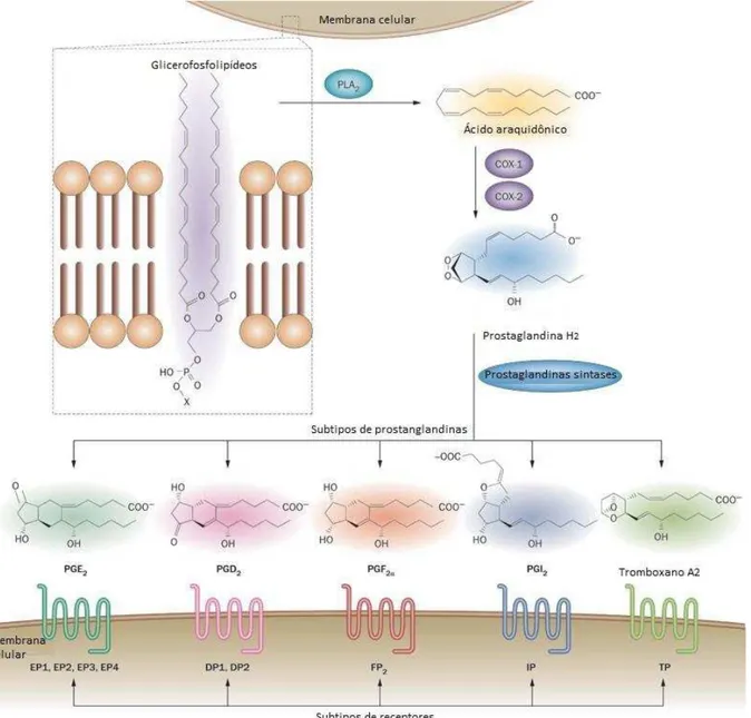 Figura 8 - Biossíntese de eicosanóides e seus receptores. 