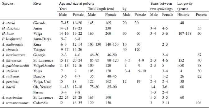 Table 1.2 - Age, weight and total length at puberty, average time (years) between two spawning’s and longevity in the  wild for species of Acipenser (A), Huso (H), and Pseudoscaphirhynchus (P) and one farmed stock of A