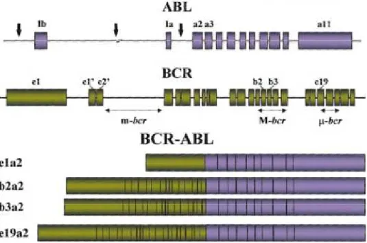 Figura 2: Localização dos pontos de interrupção nos genes ABL e BCR e  a estrutura dos RNAm quiméricos resultantes