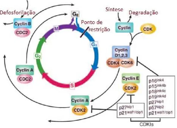 Figura 4: O processo de controle do ciclo celular. 