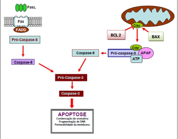 Figura 6: As duas principais vias que levam a apoptose. 