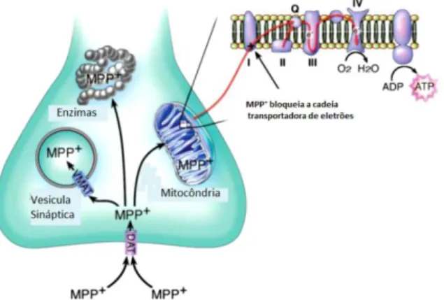 Figura  4  -  Representação  esquemática  das  vias  intracelulares  de  MPP+. Abreviaturas:  ADP,  adenosina  difosfato; ATP, Adenosina trifosfato; MPP+, 1-metil-4-fenilpiridinio