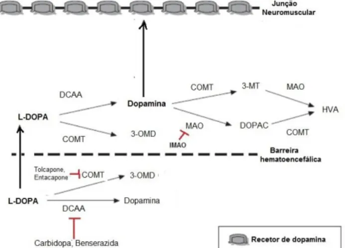 Figura 16 – Estratégias terapêuticas para aumentar a eficácia da levodopa na Doença de  Parkinson 