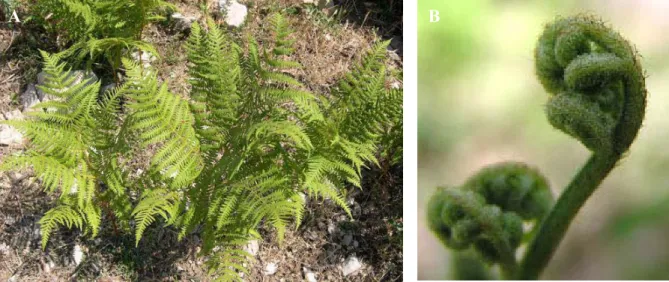 Figura 01. Samambaia Pteridium aquilinum (A). (B) Broto da planta em destaque. 