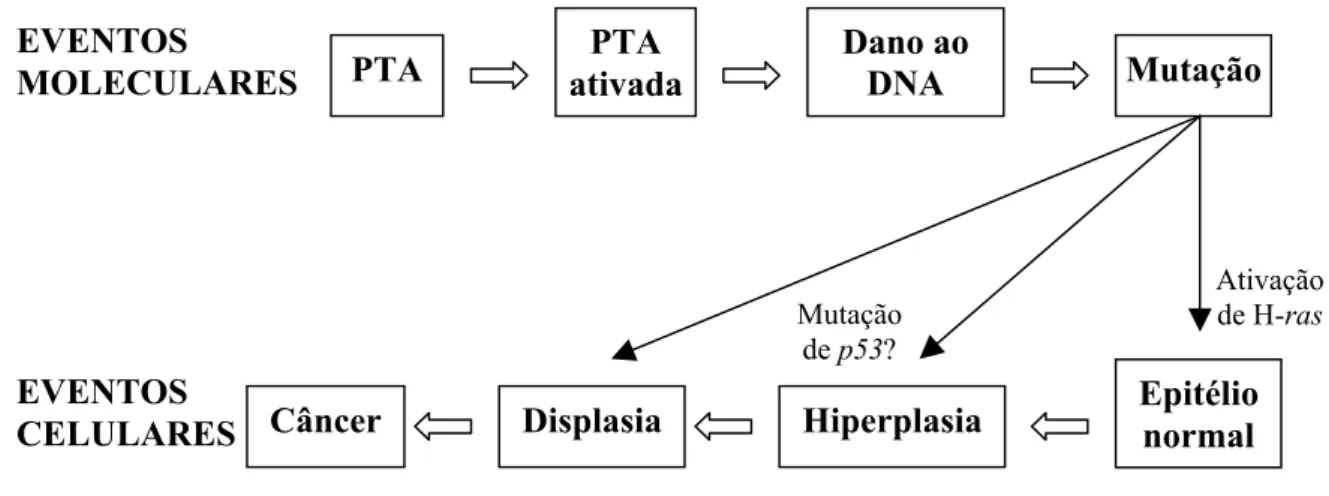 Figura 02. Modelo de carcinogênese induzida pela samambaia P. aquilinum. PTA = ptaquilosida