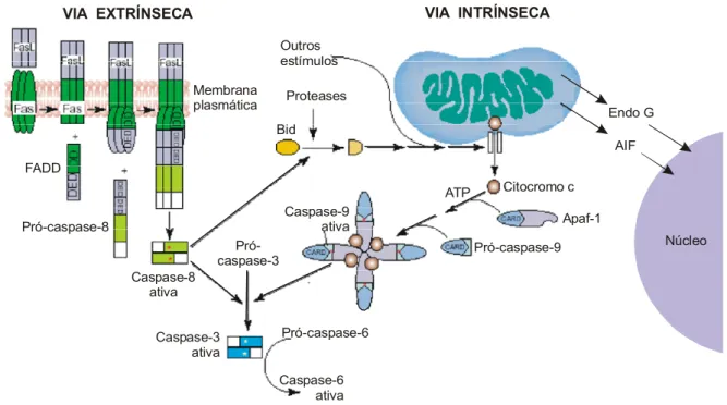 Figura 03. Vias de ativação da apoptose. (Adaptado de Kaufmann &amp; Hengartner, 2001) 