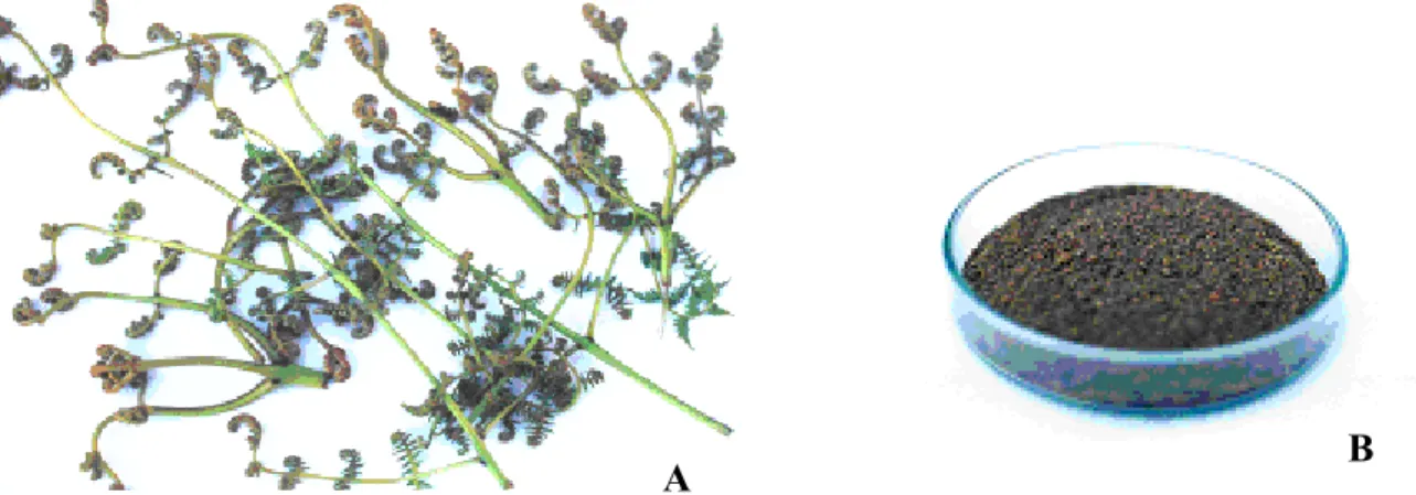 Figura 04. Brotos de  P. aquilinum  utilizados neste estudo. (A) broto; (B) broto triturado