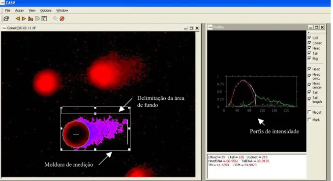 Figura 06. Representação das janelas do programa CASP .  Na janela da esquerda, uma imagem de cometa é visível dentro da moldura para medição, com cabeça e cauda marcados
