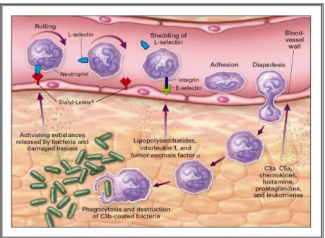 Fig. 3: Multi-step activation process of neutrophils 