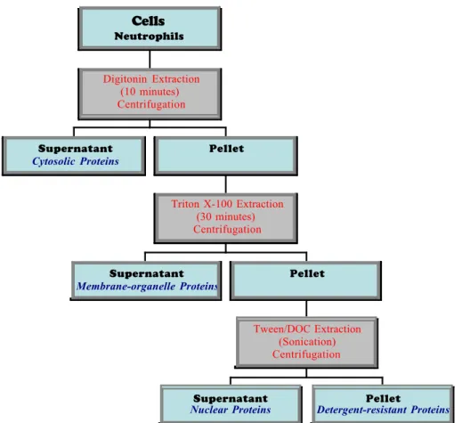 Fig. 5: Schematic for Differential Detergent Fractionation (DDF) 