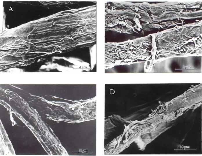 Figure 4 - Scanning electron micrograph of eucalyptus oxygen-bleached kraft pulp: control (A); 