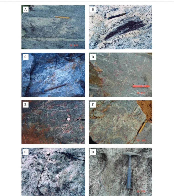 Figure 3. Field aspects of garnet-cordierite diatexite. (A) Garnet-cordierite diatexite with stromatic structure  presents biotite selvedge at leucosome borders
