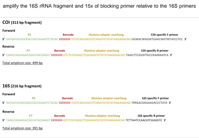 Figure  4  Schematic figure  of the  dual indexing  strategy  used  in  this  study  for both  amplicons  (COI  and  16S  rRNA)