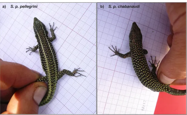 Figure 1  Different pigmentation  patterns  of  the  two  forms of S.  perspicillata  present in  Taza,  in  which  a)  represents pellegrini and b) chabanaudi