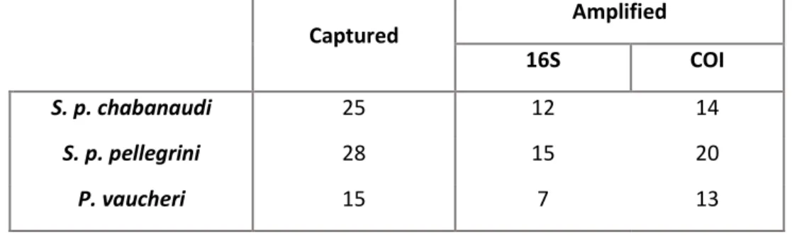 Table  1  Number  of  individuals  from  each  species  captured  and  successfully  amplified  for  16S  and  COI  genes.