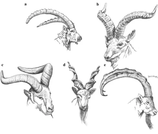 Figure 1. Horn morphology of the five major morphotypes: (a) the generalized ibex-type (C