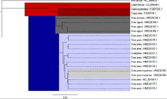 Figure 2.Phylogentic tree obtained with 21 complete mitochondrial DNA sequences , with17 sequences from Ovis species, 3 from  Capra, and Bos taurus as an outgroup
