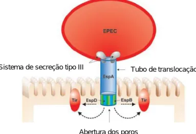 Figura 5 - Translocação das Esps (EPEC - secreted proteins) através do sistema de secreção tipo III