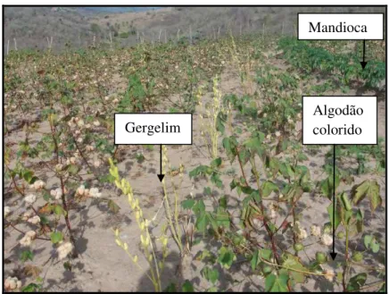 Figura 10 :  Plantação de algodão colorido em consórcio com gergelim e mandioca. 