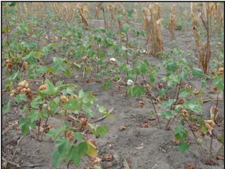 Figura 12  –  Plantação algodão colorido direta no solo. 
