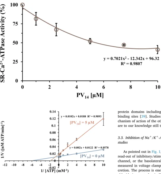 Fig. 4. Inhibition of Ca 2+ -ATPase activity by PV 14 . Ca 2+ -ATPase was measured  spectro-photometrically at 340 nm and 22 °C, using the coupled enzyme pyruvate kinase/lactate dehydrogenase assay