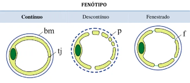 Figura 4.1-  Classificação dos diferentes tipos de  células endoteliais, de acordo com o  seu fenótipo [48]