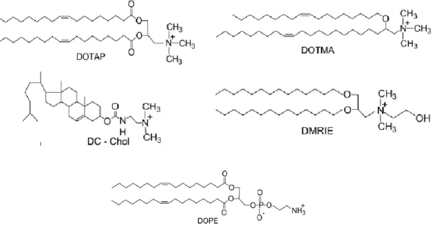 Figura  5.1-  Exemplos  de  substâncias  lipídicas  utilizadas  na  formulação  de  lipossomas  catiónicos