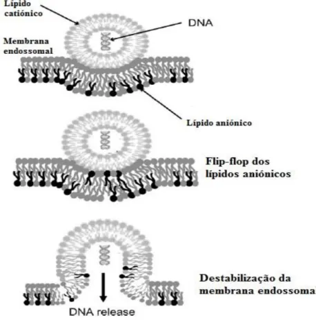 Figura 6.1- Mecanismo de libertação do complexo DNA/lipossoma, do interior  da vesícula endossómica [61]