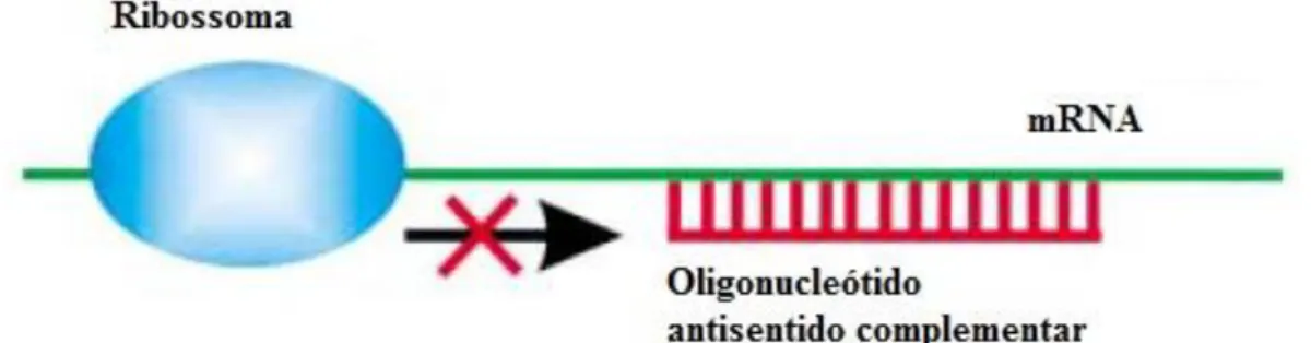 Figura  7.2-  Mecanismo  de  bloqueio  da  tradução  proteica  pelos  OAS.  A  produção  da  proteína-alvo  pelos  ribossomas  é  estericamente  inibida  pela  interação  específica do OAS com a cadeia 