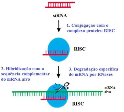 Figura 7.3-  Mecanismo de ação do siRNA. Após conjugação com o complexo  proteico  RISC,  a  hibridização  com  a  sequência  complementar  do  mRNA  alvo  inibe  a  tradução  pelos  ribossomas  e  simultaneamente,  induz  a  degradação  do  mRNA  pelas  R