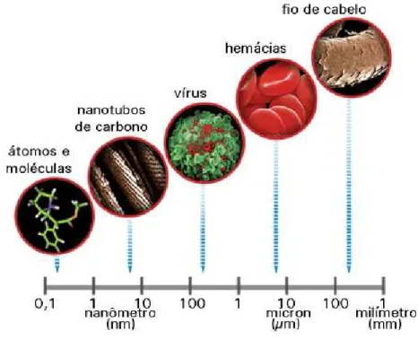 Figura 1.2: Dimensões representativas de algumas espécimes (Figura retirada da referência [29]).