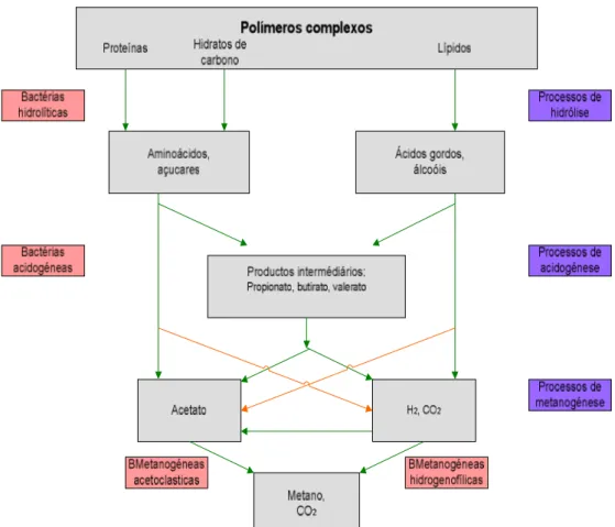 Figura 3-2 Etapas constituintes da digestão anaeróbia dos resíduos orgânicos para efeitos de  produção de metano (Fonte: Kiely, 2001) 