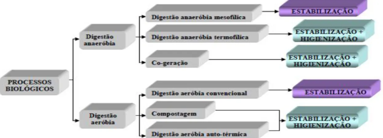 Figura 3-6 Processos biológicos de tratamentos de Lamas de ETAR (Fonte: Duarte et al., 2005) 