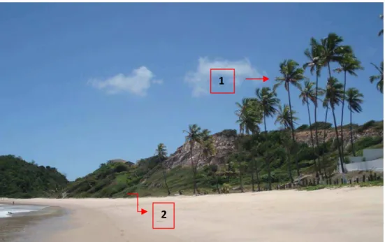 Foto  5:  Vista  geral  da  praia  de  Tabatinga,  com  destaque  à:  Coqueiral  (1),  vegetação  pioneira indicadora de estabilidade costeira (2)