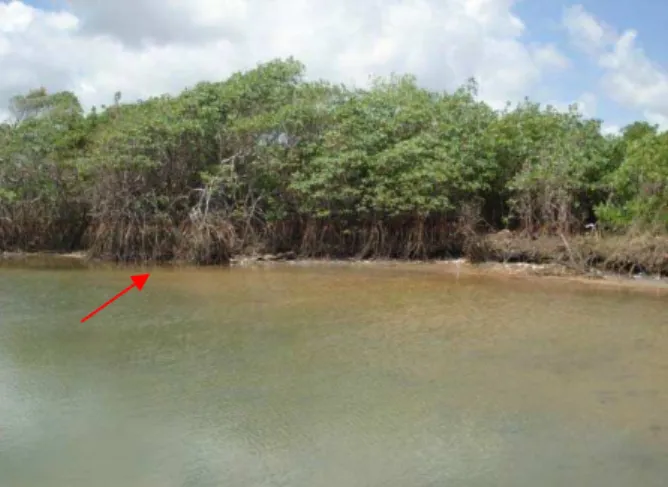Foto  8:  Vegetação  de  manguezal  em  Tabatinga. 