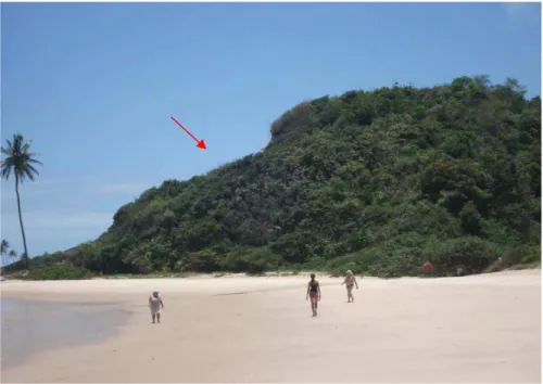 Foto 10: Exemplo de mata de restinga na praia de Tabatinga. Fonte: Kiyotani, 2010. 