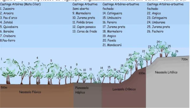 Figura 3  –  Perfil hipotético de vegetação originalmente encontrada nos Cariris Velhos (PB)