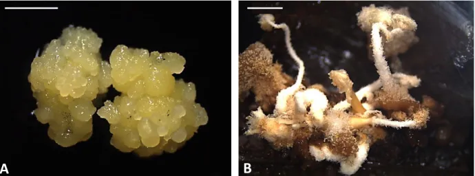 Figura 5. Caracterização morfológica de calos embriogênicos (A) formados em meio de  indução,  contendo  225  µm  de  Picloram  e  raízes  (B)  formadas  em  meio  de  indução,  contendo 900 µm de ANA