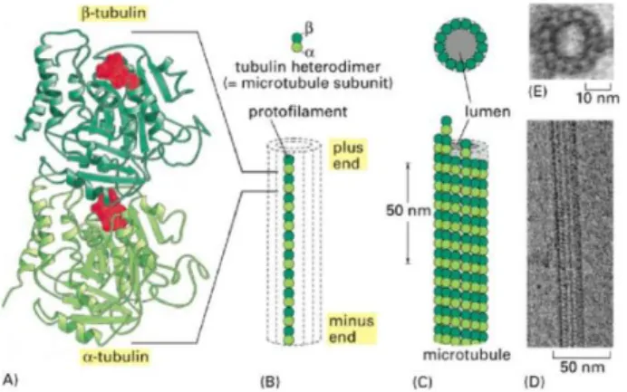 Figura 2 - Estrutura de um microtúbulo e das suas subunidades. (A)  A  subunidade  de cada protofilamento é um  heterodímero de tubulina, formado por um par de monómeros de α e β-tubulina fortemente ligados