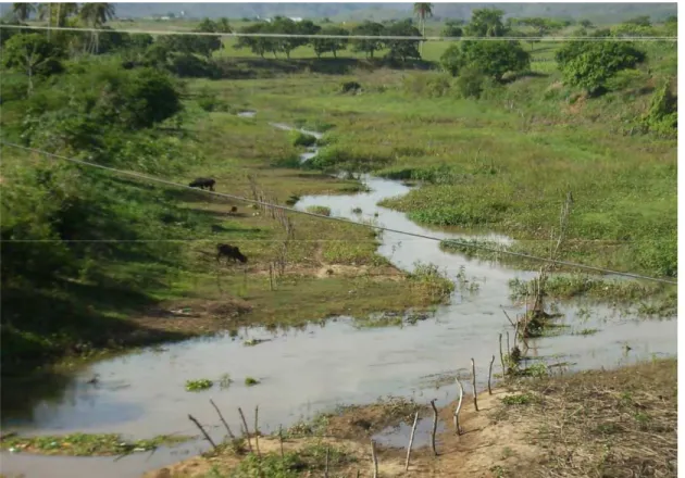 Figura 35. Área de pastagem no leito do rio Araçagi, município de Guarabira/PB. Foto: Santos (20-01-2008) 