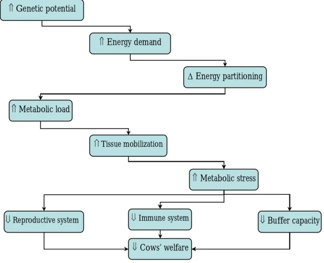 Figure  2  –  Diagram  illustrating  the  likely  biological  pathways  mediating  the  unfavourable  consequences  of  selection  for  increased  milk  production  on  welfare  and  adaptability  of  dairy  cows (Oltenacu &amp; Algers, 2005; based on Ingv