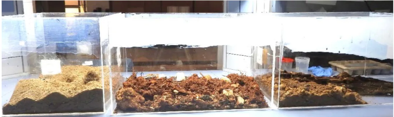 Figure 3 | Cages in which the collected ant colonies were maintained in the laboratory (SConde)