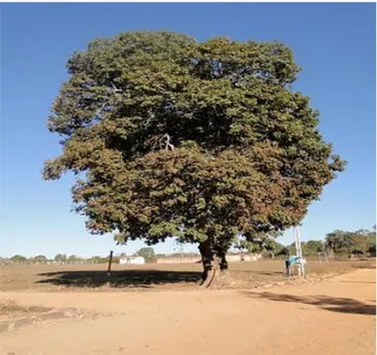 Figura 3: Árvore do Baru. 