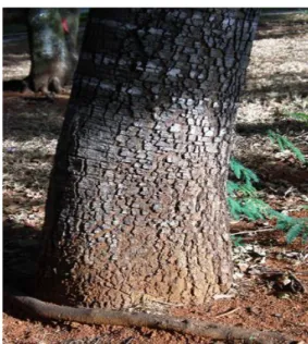 Figura 8: Tronco da árvore do Jatobá-do-cerrado com a casca.  