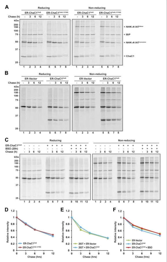 Figure 5. Clearance of misfolded null Hong Kong mutant alpha 1 anti-trypsin (NHK-A1AT) is unaffected by  depletion of ER glutathione